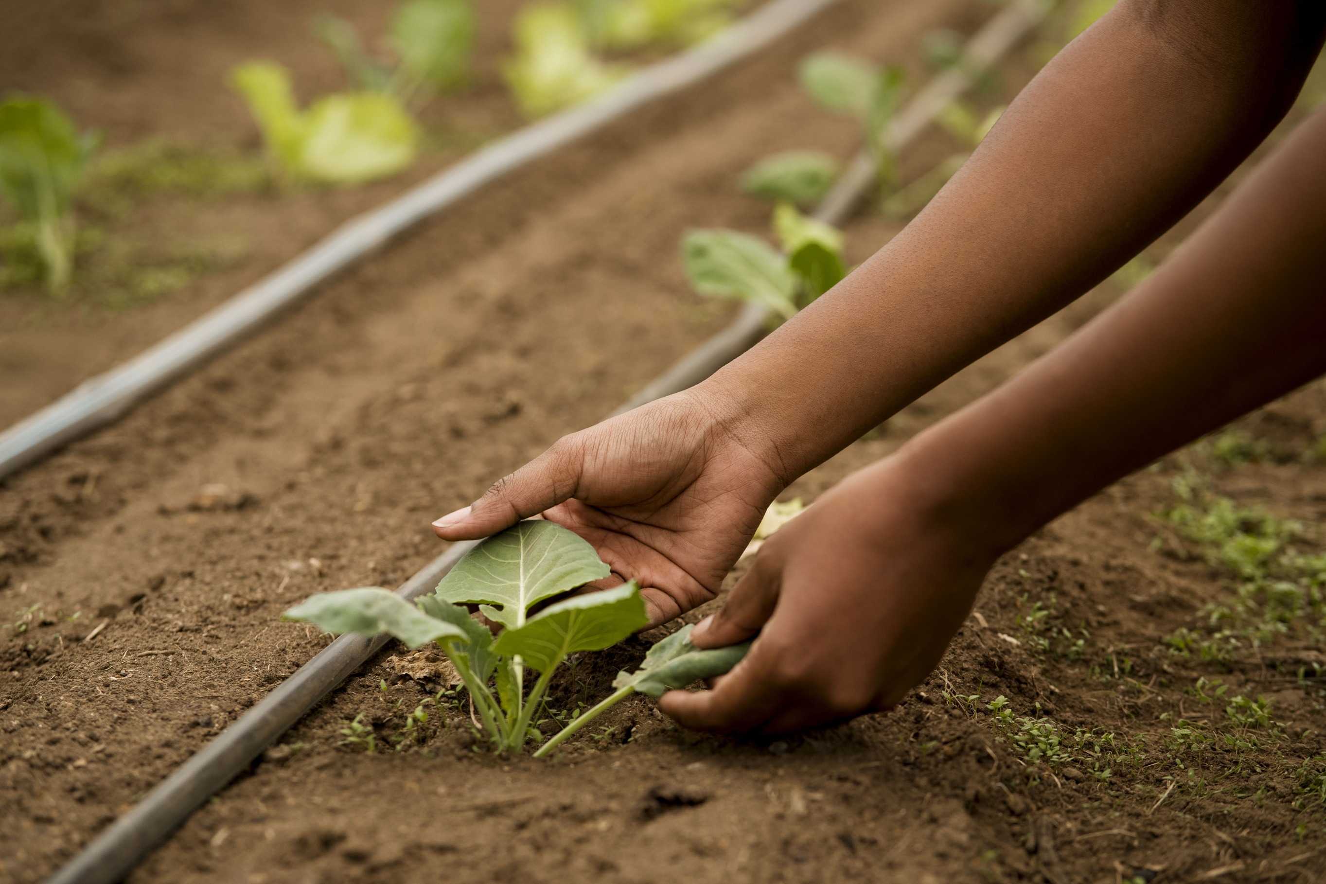 Hands holding a young plant