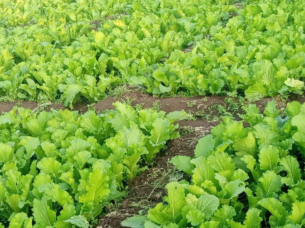 Vegetable Seeds